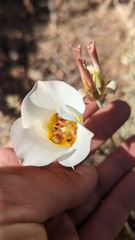 Calochortus nuttallii