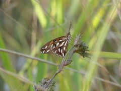 Dione vanillae maculosa