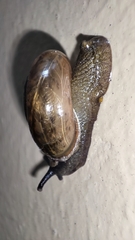 Macrochlamys nitidissima