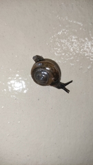 Macrochlamys nitidissima