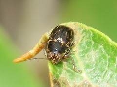 Pachybrachis impurus