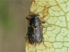 Pachybrachis impurus