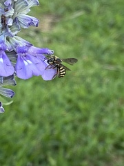Dianthidium texanum