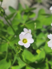 Oxalis incarnata