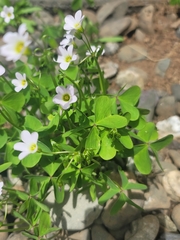 Oxalis incarnata