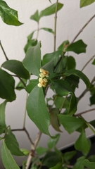 Euonymus tashiroi