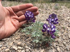 Lupinus duranii