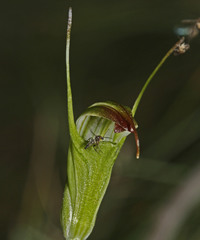 Pterostylis atrans
