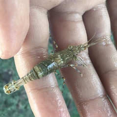 Palaemon pacificus