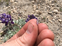 Lupinus duranii
