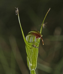 Pterostylis atrans