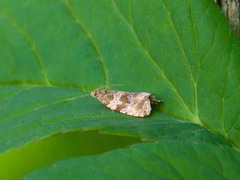 Orthotaenia