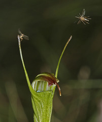 Pterostylis atrans