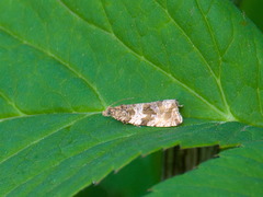 Orthotaenia