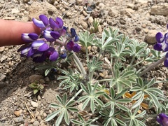 Lupinus duranii