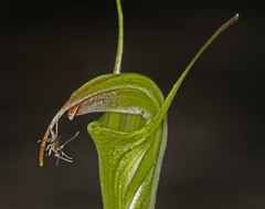Pterostylis atrans