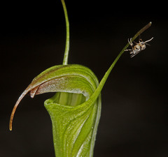 Pterostylis atrans