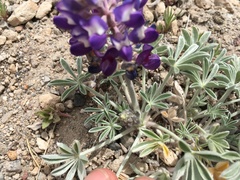 Lupinus duranii