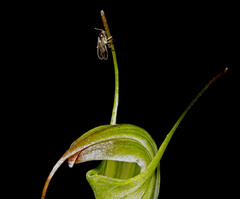 Pterostylis atrans