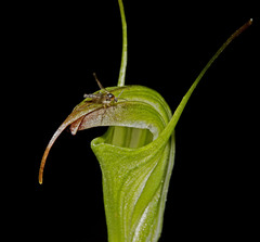 Pterostylis atrans