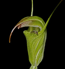 Pterostylis atrans
