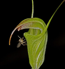 Pterostylis atrans