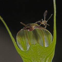 Pterostylis atrans