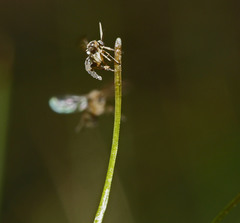Pterostylis atrans