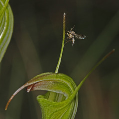 Pterostylis atrans
