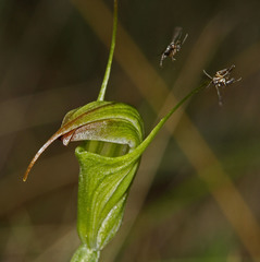 Pterostylis atrans