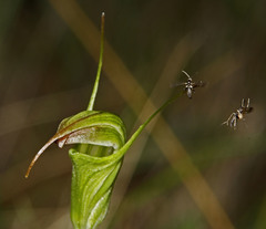 Pterostylis atrans