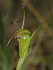 Pterostylis atrans