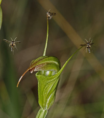 Pterostylis atrans