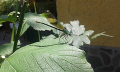 Calopteryx splendens
