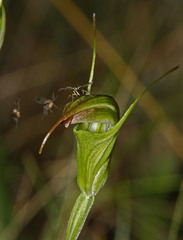 Pterostylis atrans