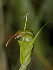 Pterostylis atrans