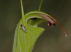 Pterostylis atrans