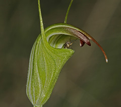 Pterostylis atrans