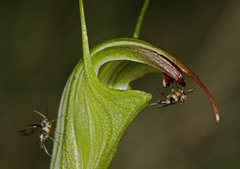 Pterostylis atrans