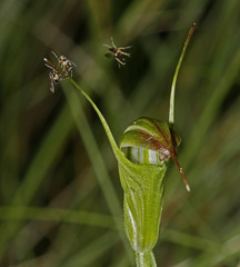 Pterostylis atrans
