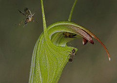 Pterostylis atrans
