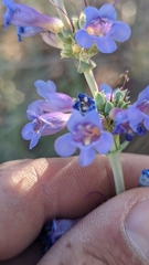 Penstemon pachyphyllus congestus
