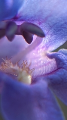 Penstemon pachyphyllus congestus