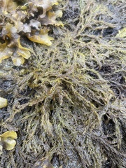Odonthalia floccosa