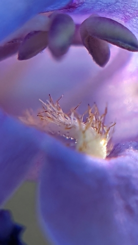 Image of Penstemon pachyphyllus by (c) Darrin Gobble, some rights reserved (CC BY)