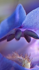 Penstemon pachyphyllus congestus