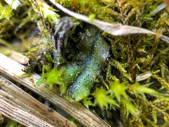 Marchantia polymorpha polymorpha