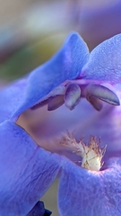 Penstemon pachyphyllus congestus