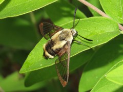 Hemaris aethra