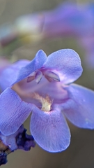 Penstemon pachyphyllus congestus